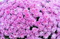 Pink chrysanthemums Flowers