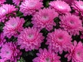 Pink chrysanthemums flowers isolated close-uo, selecrive focus, flowers background