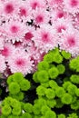 Pink Chrysanthemums With Green Plants