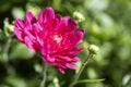 Pink Chrysanthemums with Shallow Depth of Field Royalty Free Stock Photo