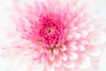 Pink chrysanthemums Royalty Free Stock Photo