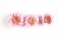 Pink chrysanthemums on a white background. delicate autumn flowers