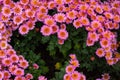 Pink chrysanthemums with a yellow center close-up. Colorful pink background of chrysanthemum flowers Royalty Free Stock Photo