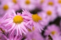 Pink chrysanthemums with a yellow core on a blurry background close-up Royalty Free Stock Photo