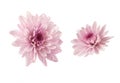 Pink chryzanthemum flower isolated