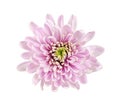 Pink chryzanthemum flower isolated