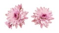 Pink chryzanthemum flower isolated