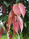Pink cinnamon leaves Royalty Free Stock Photo