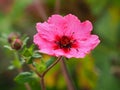 Pink cinquefoil flower, Potentilla nepalensis Miss Willmott