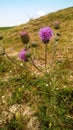 Pink cirse thistle in Argonne in the Meuse. Royalty Free Stock Photo