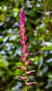 Pink claw flower, Heliconia pink as seen in Bok Tower Gardens Royalty Free Stock Photo