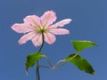 Pink clematis Royalty Free Stock Photo