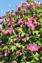 Pink Clematis Royalty Free Stock Photo