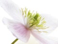 Pink clematis Royalty Free Stock Photo