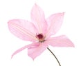 Pink clematis Royalty Free Stock Photo