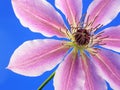 Pink clematis Royalty Free Stock Photo