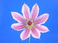 Pink clematis Royalty Free Stock Photo