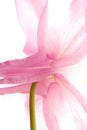 Pink clematis Royalty Free Stock Photo