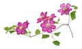 Pink clematis blossoms, isolated background Royalty Free Stock Photo