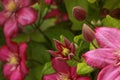 pink clematis bud in green leaves, beautiful big flower close, Clematis 'Ville de Lyon Royalty Free Stock Photo