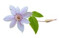 Pink clematis; buds and leaves Royalty Free Stock Photo