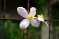 Pink clematis climbing on garden gate Royalty Free Stock Photo