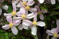 Pink clematis climbing on garden gate Royalty Free Stock Photo