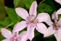 Pink clematis close-up. Beautiful natural background with pink flowers. selective focus Royalty Free Stock Photo