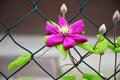 Pink clematis flower blooming in the summer garden Royalty Free Stock Photo