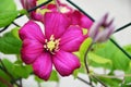 Pink clematis flower blooming in the summer garden Royalty Free Stock Photo
