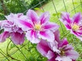 Pink clematis flower Royalty Free Stock Photo