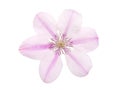 Pink clematis flower closeup isolated on white. Transparent png additional format Royalty Free Stock Photo