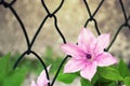 Pink clematis flower in the garden Royalty Free Stock Photo