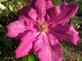 Pink Clematis Flower in the Garden in the Early Morning Royalty Free Stock Photo