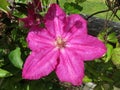 Pink Clematis Flower in the Garden Royalty Free Stock Photo