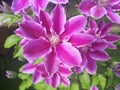 Pink Clematis flower in the garden Royalty Free Stock Photo