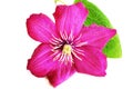 Pink clematis flower