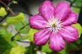 Pink clematis flower plant blooming in the garden Royalty Free Stock Photo