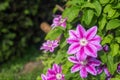 Pink clematis flower on the vine. Clematis flower blooming in garden background Royalty Free Stock Photo