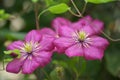 Pink Clematis Flowers Royalty Free Stock Photo