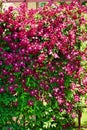 Pink clematis flowers blooming on shrub in sunlight. Royalty Free Stock Photo