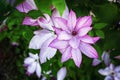 Pink clematis flowers close up - big plant growing on cast iron fence Royalty Free Stock Photo