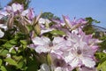 Pink clematis flowers Royalty Free Stock Photo