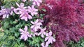 Pink clematis flowers and Crimson Queen Japanese Maple