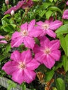 Pink Clematis Flowers in June Royalty Free Stock Photo