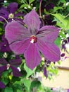 Purple Clematis flowers just after spring rain. Flower of clematis, closeup, macro. Closeup of a Clematis Jackmannii in sprin. Royalty Free Stock Photo