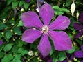 Purple Clematis flowers just after spring rain. Flower of clematis, closeup, macro. Closeup of a Clematis Jackmannii in sprin. Royalty Free Stock Photo