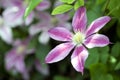 Pink clematis heart Royalty Free Stock Photo