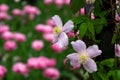 Pink Clematis `Mayleen`. A climbing plant in a Cottage garden setting with tulips on the background Royalty Free Stock Photo