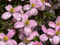 Pink clematis montanis - Rubens - flowering in spring Royalty Free Stock Photo